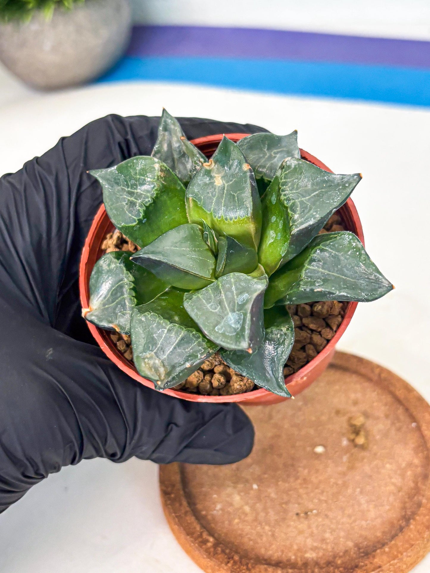 Haworthia Long Xi (wa7) (b6) | Rare Import