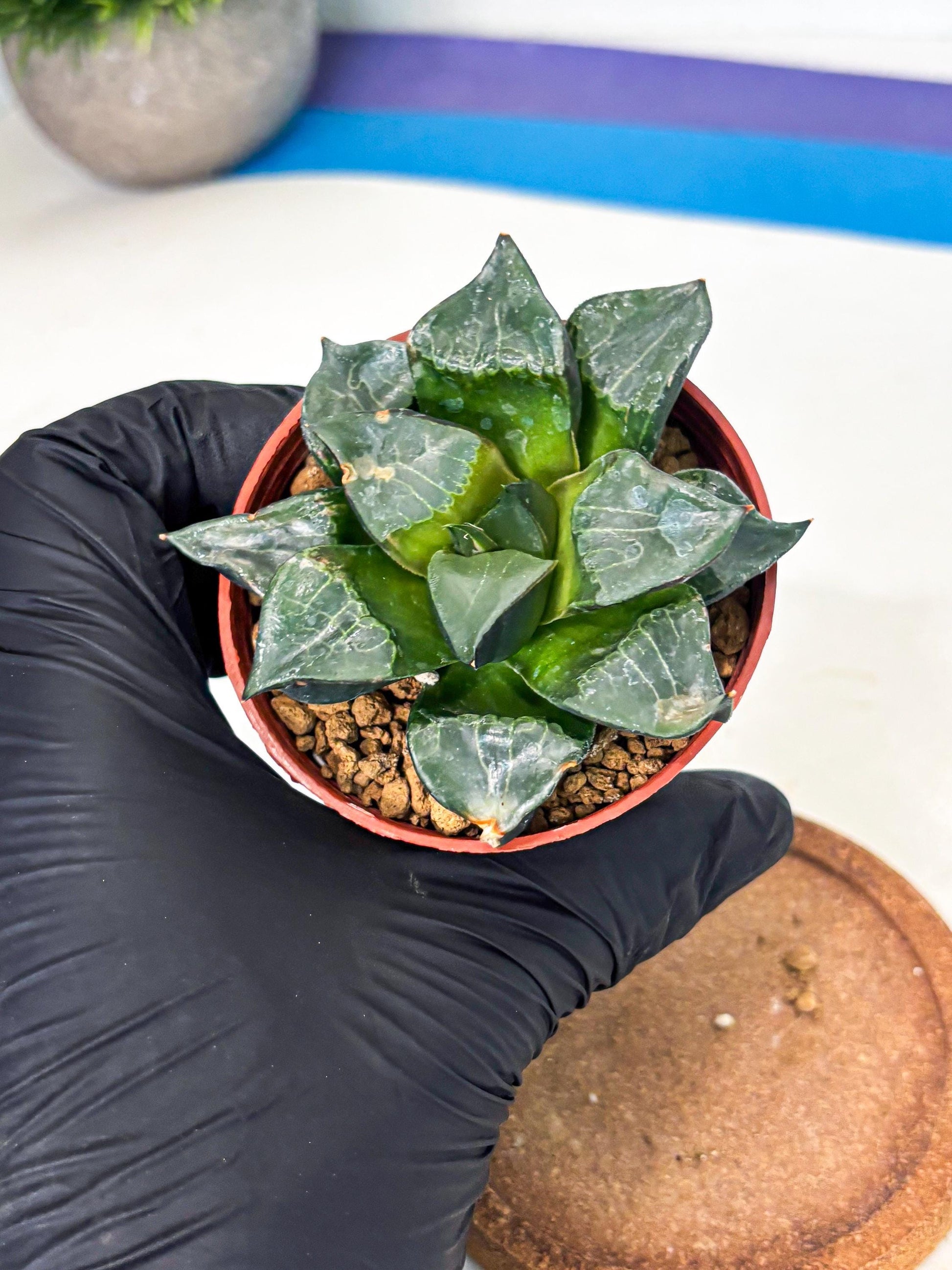 Haworthia Long Xi (wa7) (b6) | Rare Import