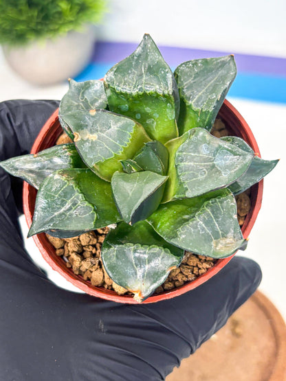 Haworthia Long Xi (wa7) (b6) | Rare Import
