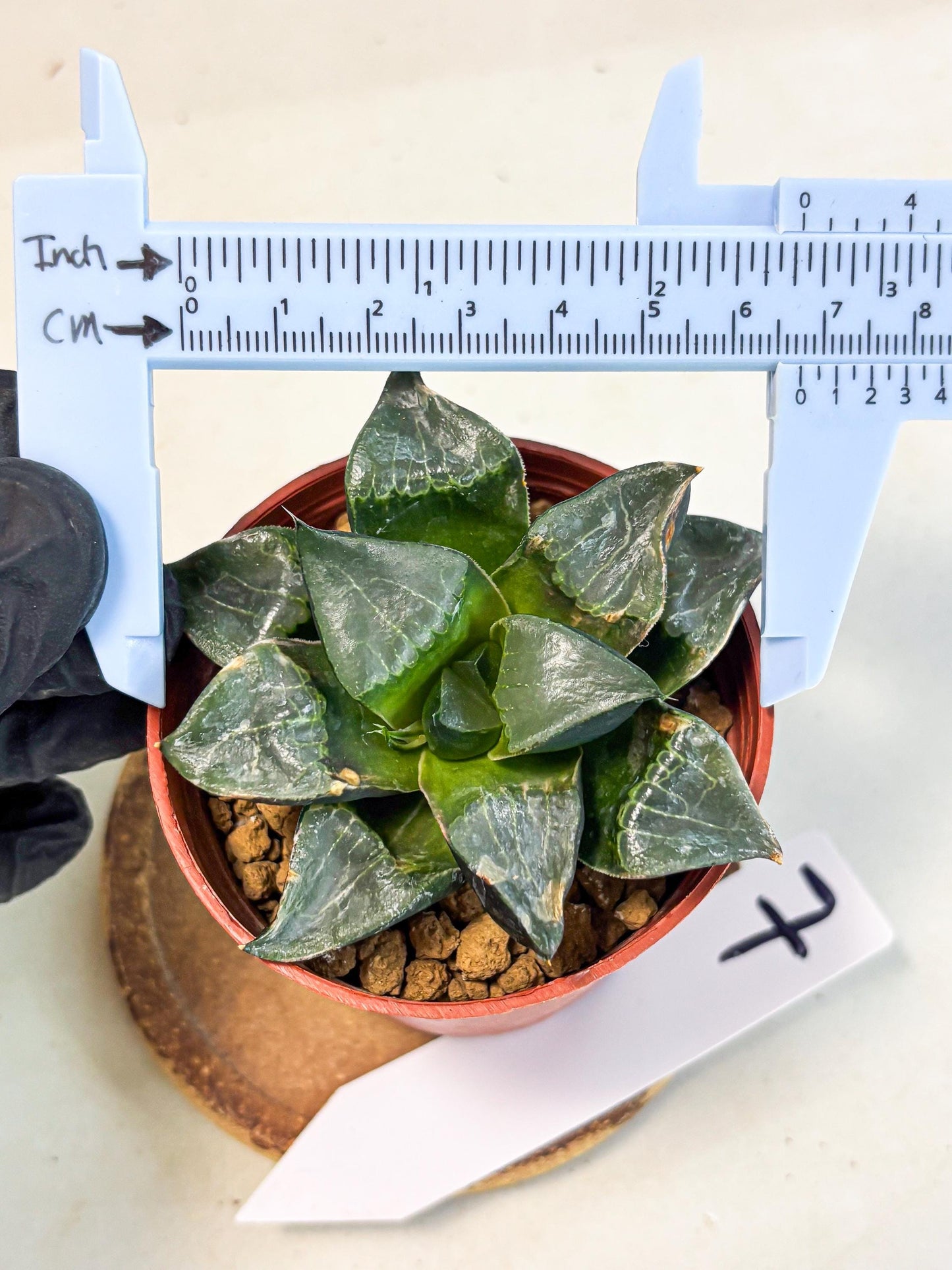 Haworthia Long Xi (wa7) (b7) | Rare Import