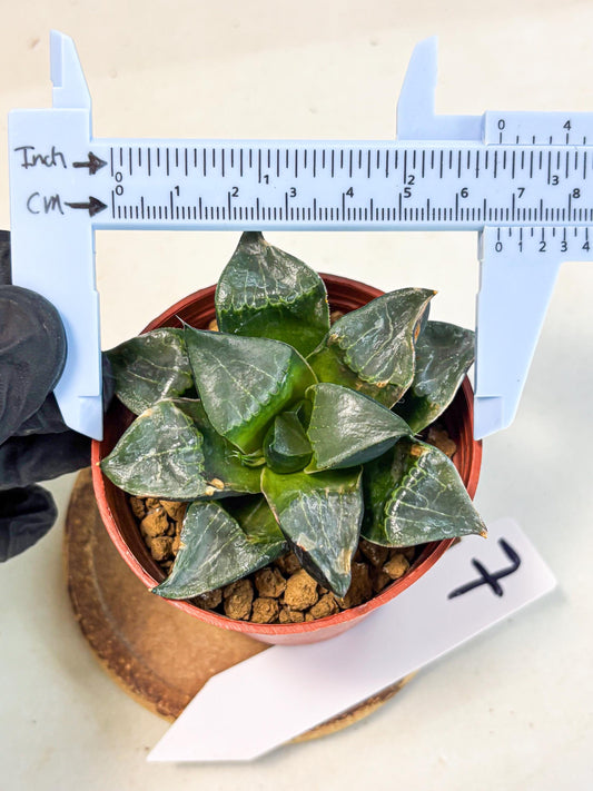 Haworthia Long Xi (wa7) (b7) | Rare Import