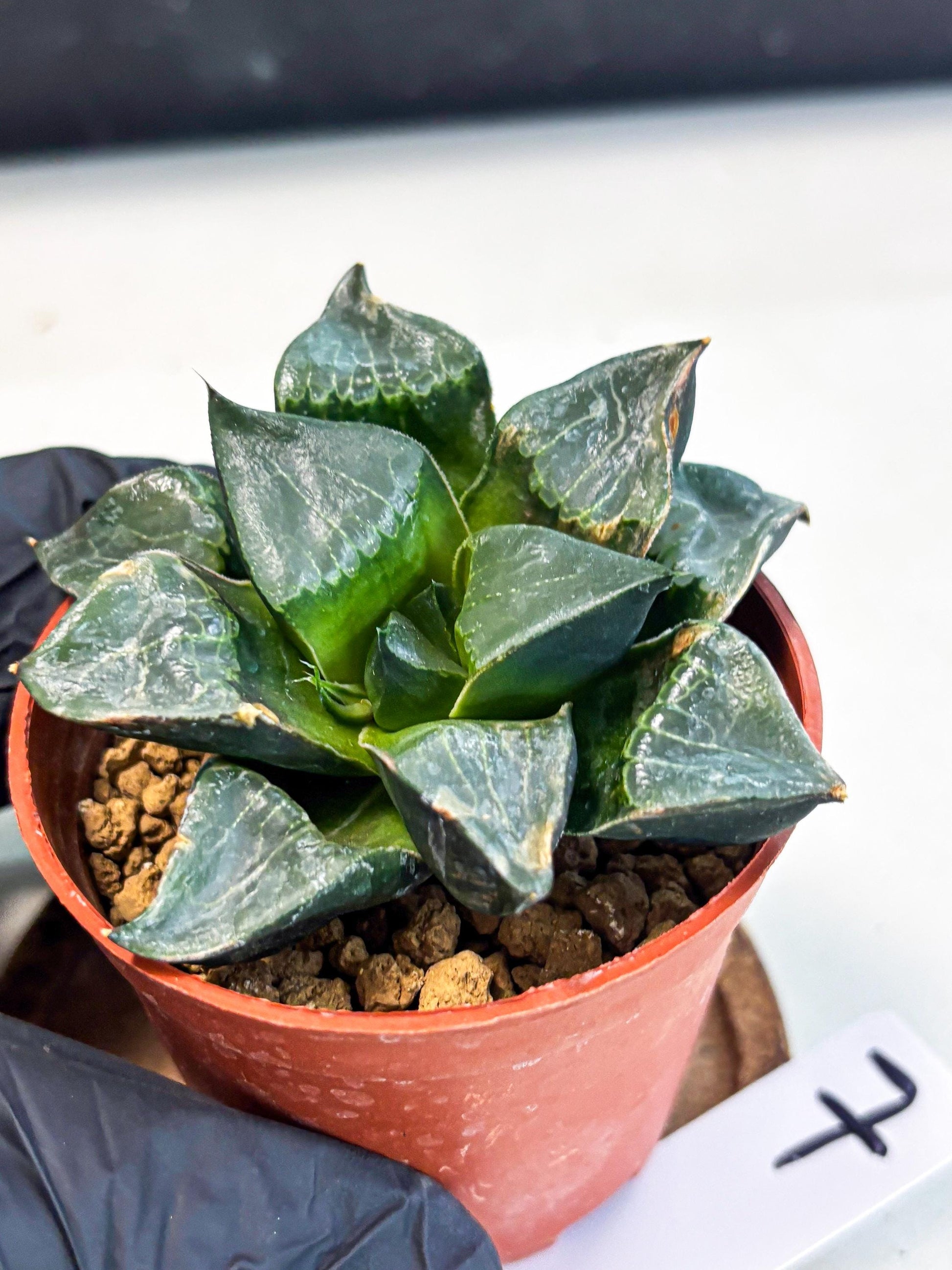 Haworthia Long Xi (wa7) (b7) | Rare Import