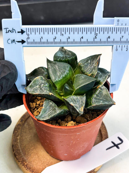 Haworthia Long Xi (wa7) (b7) | Rare Import