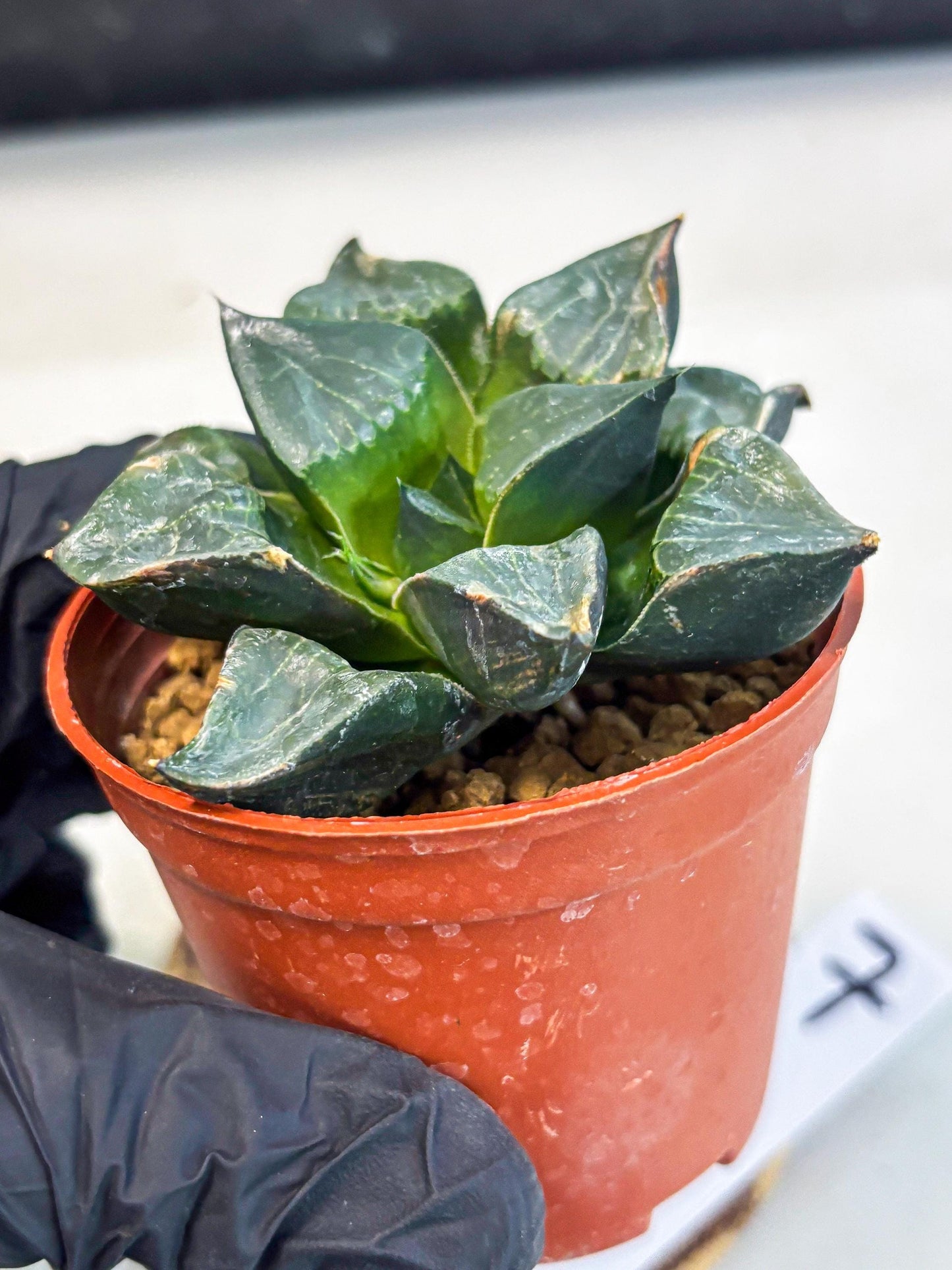 Haworthia Long Xi (wa7) (b7) | Rare Import