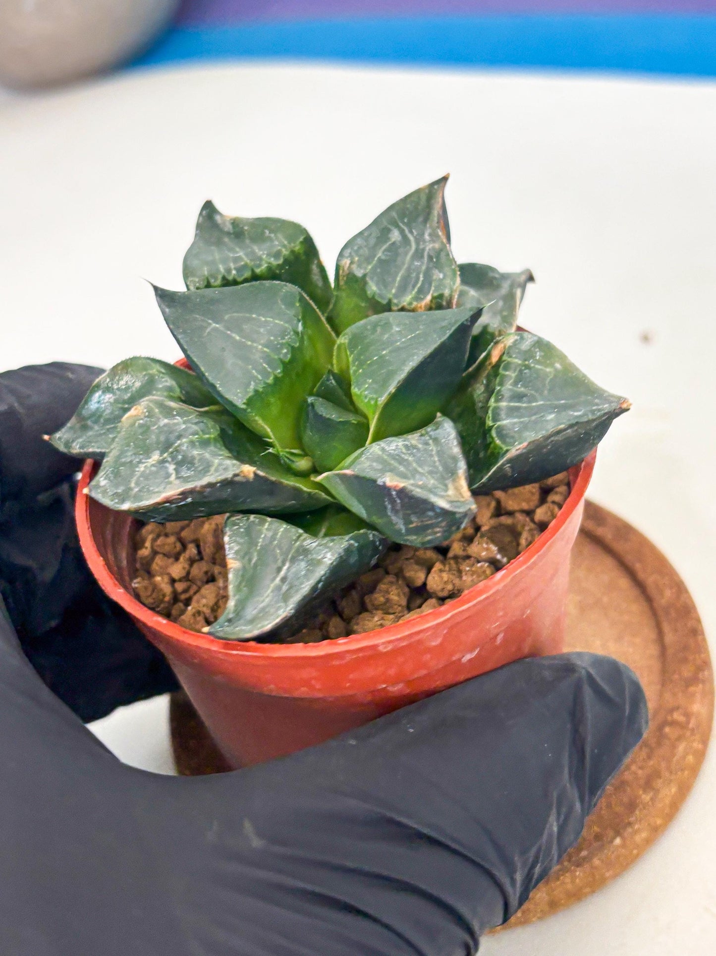 Haworthia Long Xi (wa7) (b7) | Rare Import