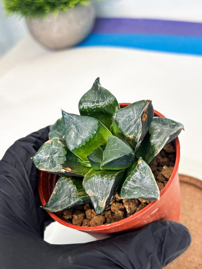Haworthia Long Xi (wa7) (b7) | Rare Import