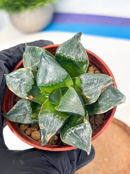 Haworthia Long Xi (wa7) (b7) | Rare Import