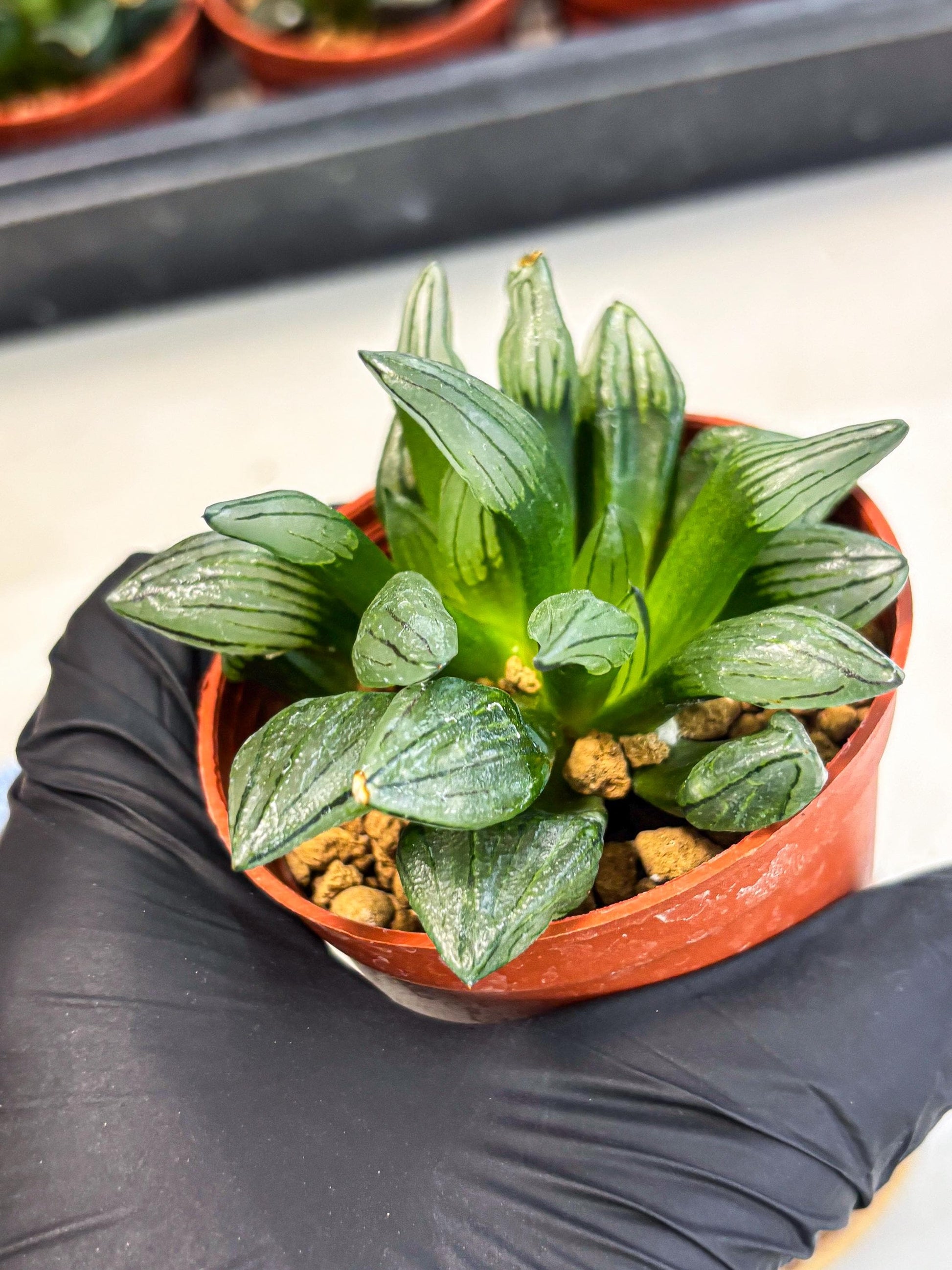 Haworthia Atrofusca (wa7) (b1) | Rare Import