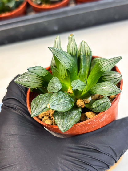 Haworthia Atrofusca (wa7) (b1) | Rare Import