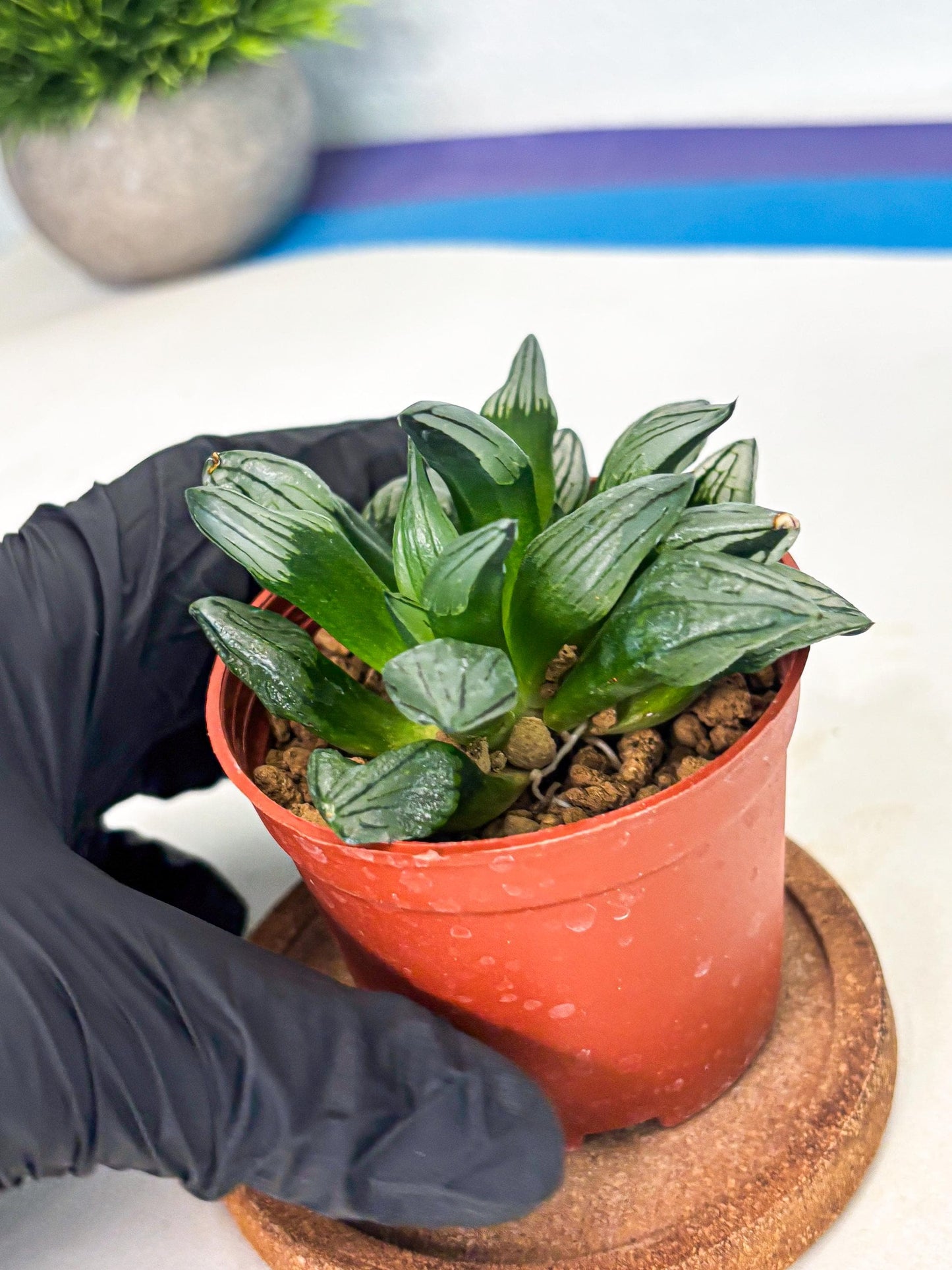 Haworthia Atrofusca (wa7) (b1) | Rare Import