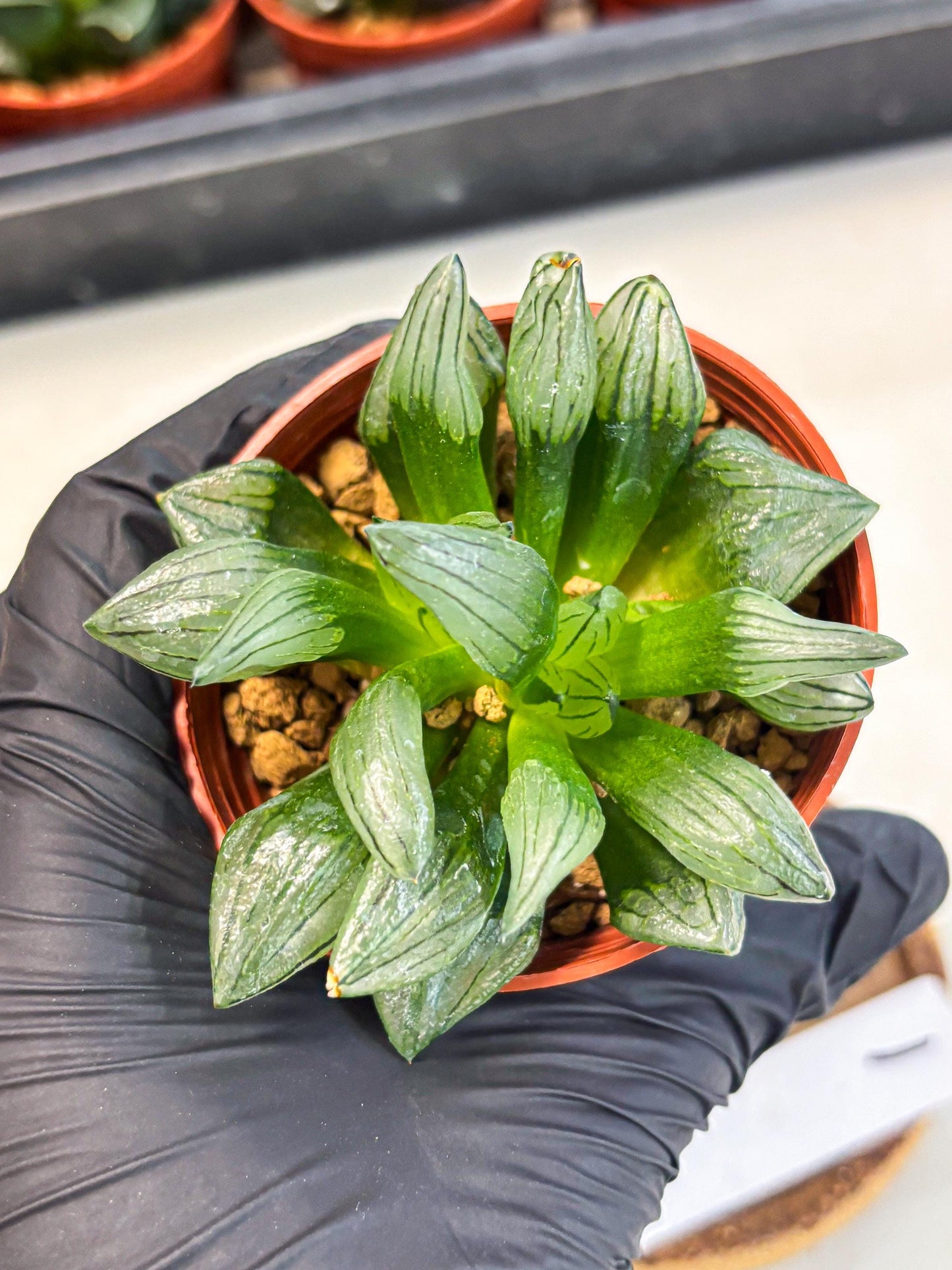 Haworthia Atrofusca (wa7) (b1) | Rare Import