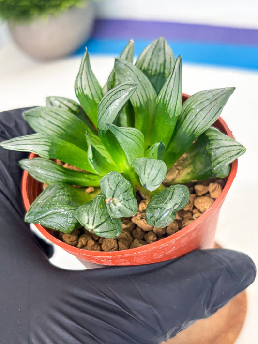 Haworthia Atrofusca (wa7) (b1) | Rare Import