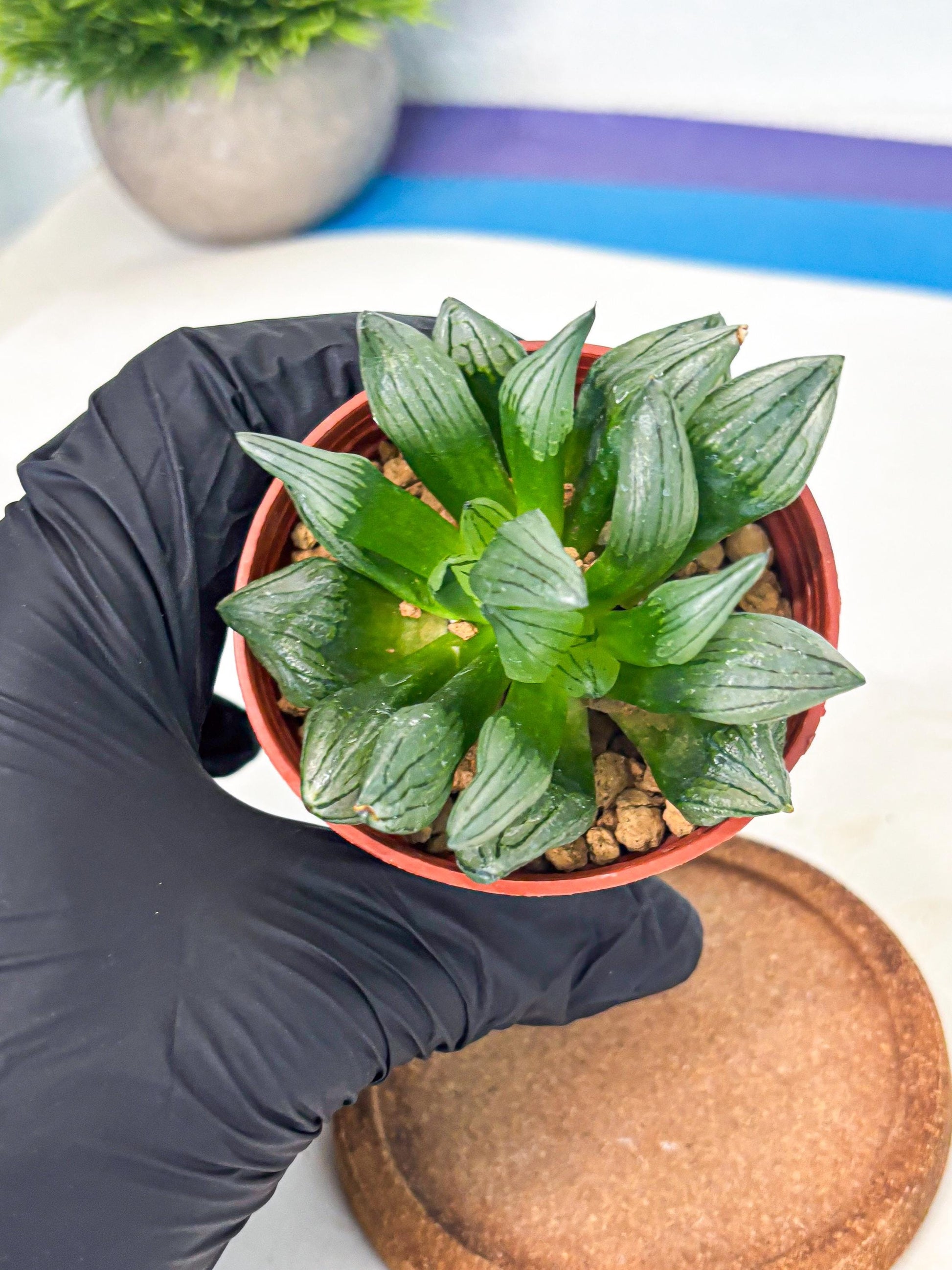 Haworthia Atrofusca (wa7) (b1) | Rare Import