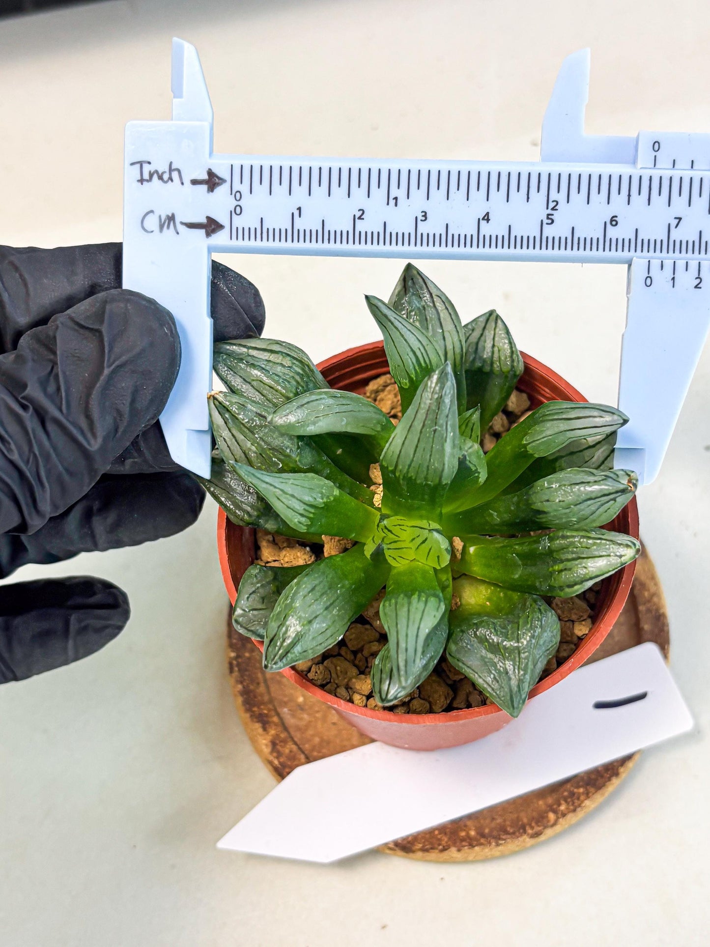 Haworthia Atrofusca (wa7) (b1) | Rare Import