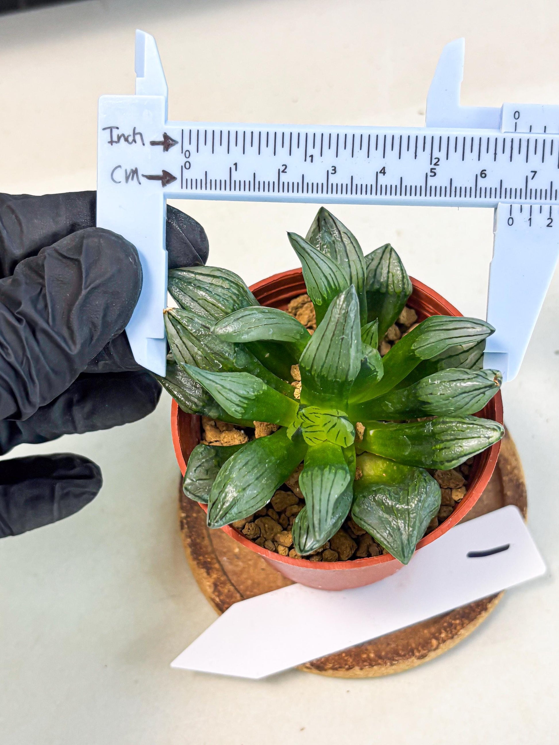 Haworthia Atrofusca (wa7) (b1) | Rare Import