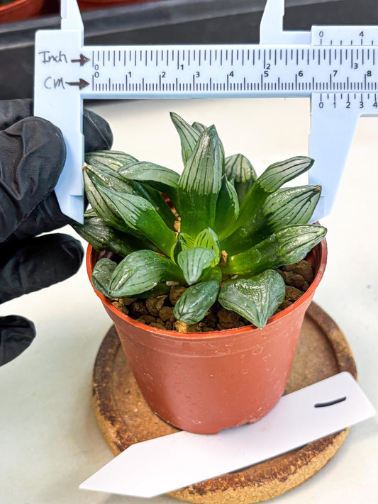 Haworthia Atrofusca (wa7) (b1) | Rare Import