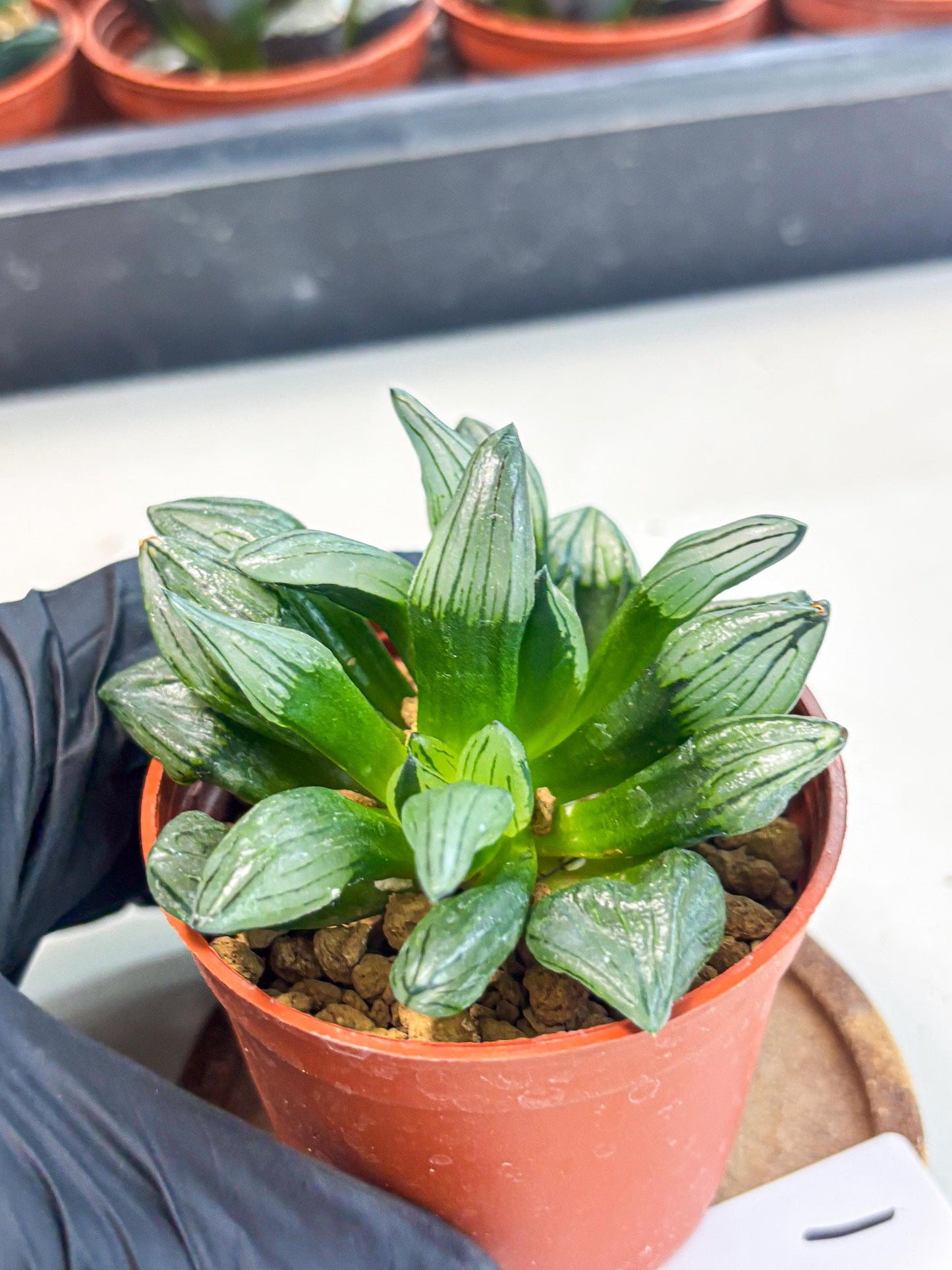 Haworthia Atrofusca (wa7) (b1) | Rare Import
