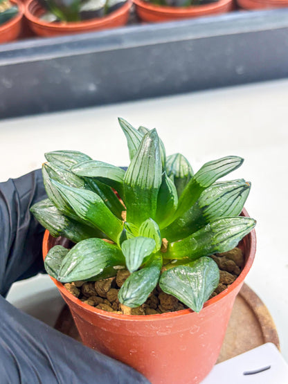 Haworthia Atrofusca (wa7) (b1) | Rare Import