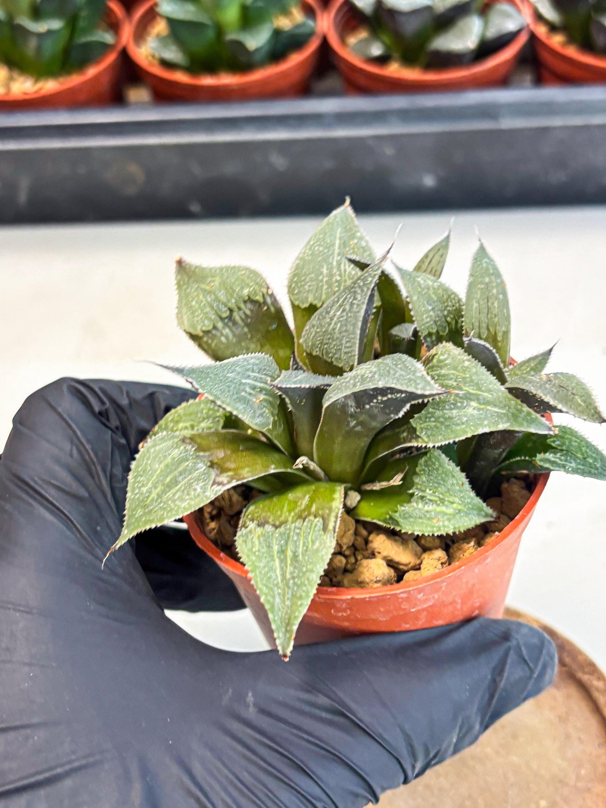 Haworthia Lu Zhi Xing (wa7) (r1) | Rare Import