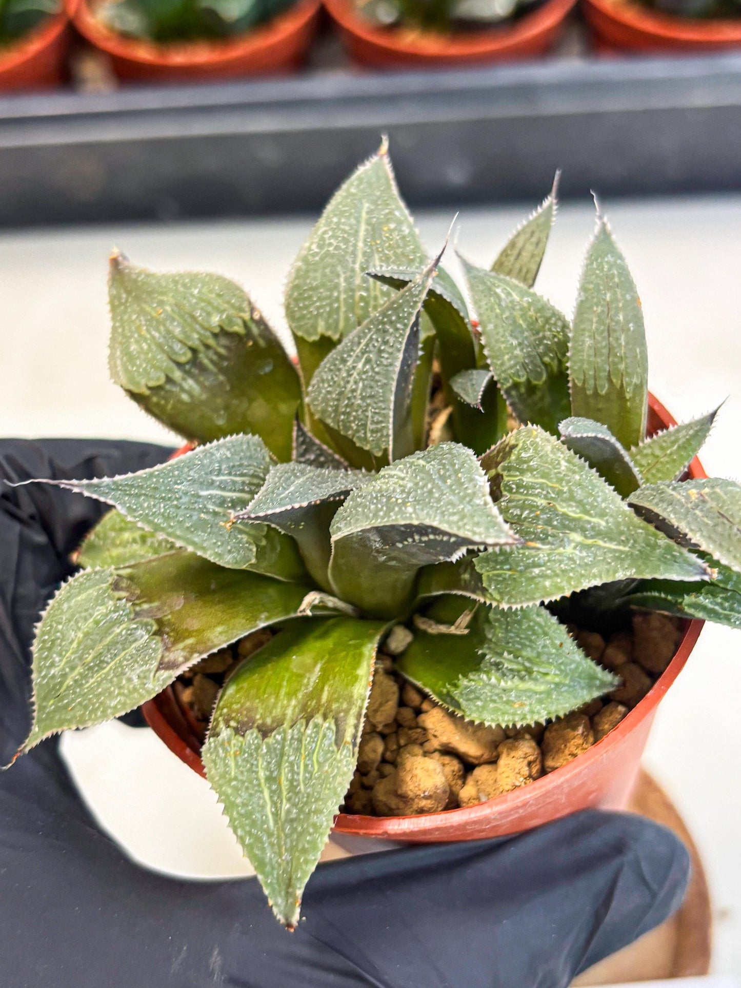 Haworthia Lu Zhi Xing (wa7) (r1) | Rare Import