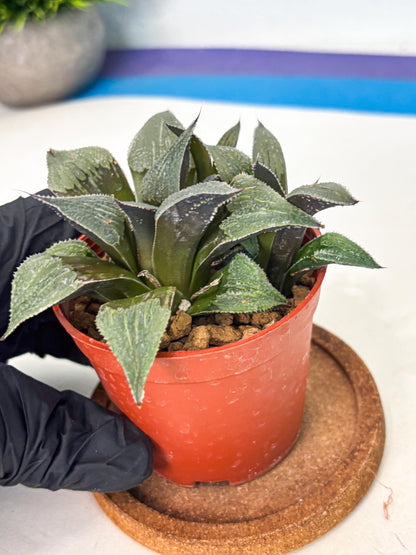 Haworthia Lu Zhi Xing (wa7) (r1) | Rare Import