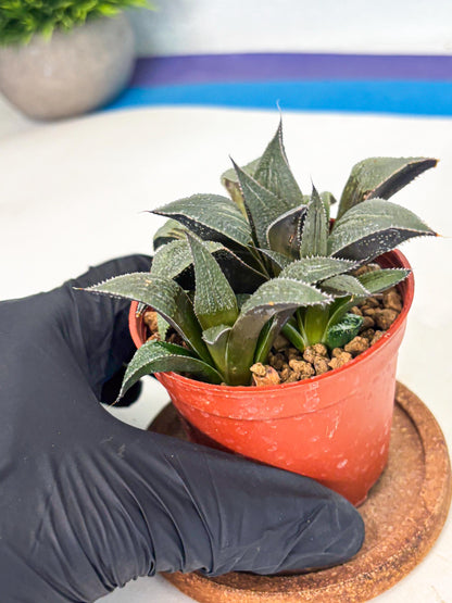 Haworthia Lu Zhi Xing (wa7) (r1) | Rare Import