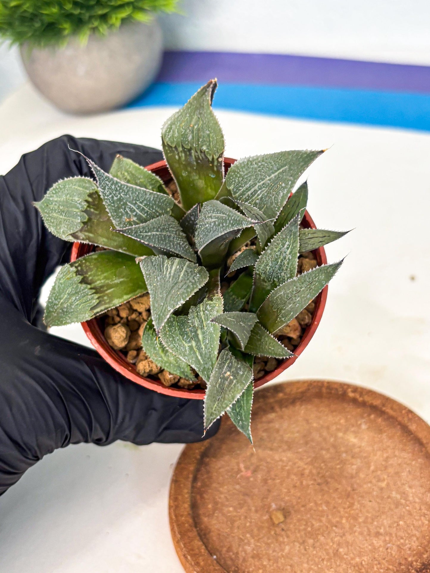 Haworthia Lu Zhi Xing (wa7) (r1) | Rare Import