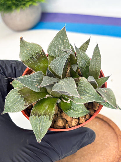 Haworthia Lu Zhi Xing (wa7) (r1) | Rare Import
