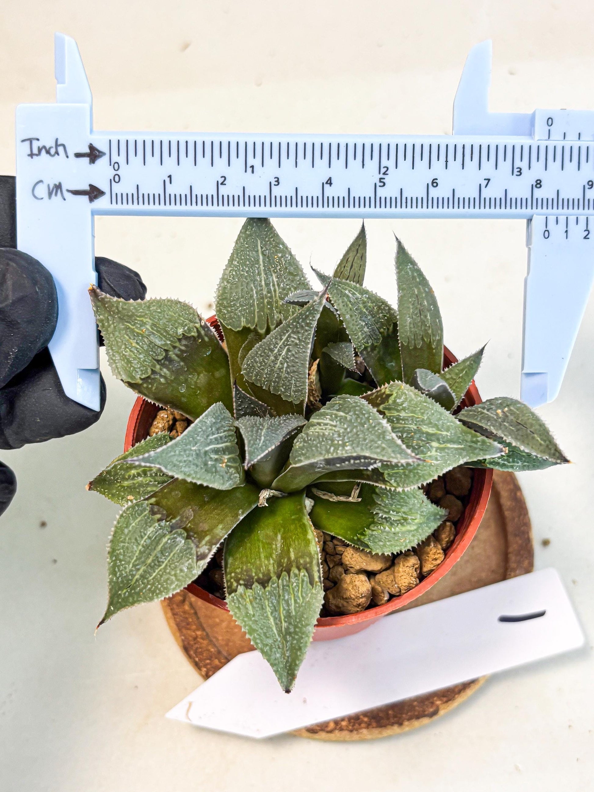 Haworthia Lu Zhi Xing (wa7) (r1) | Rare Import