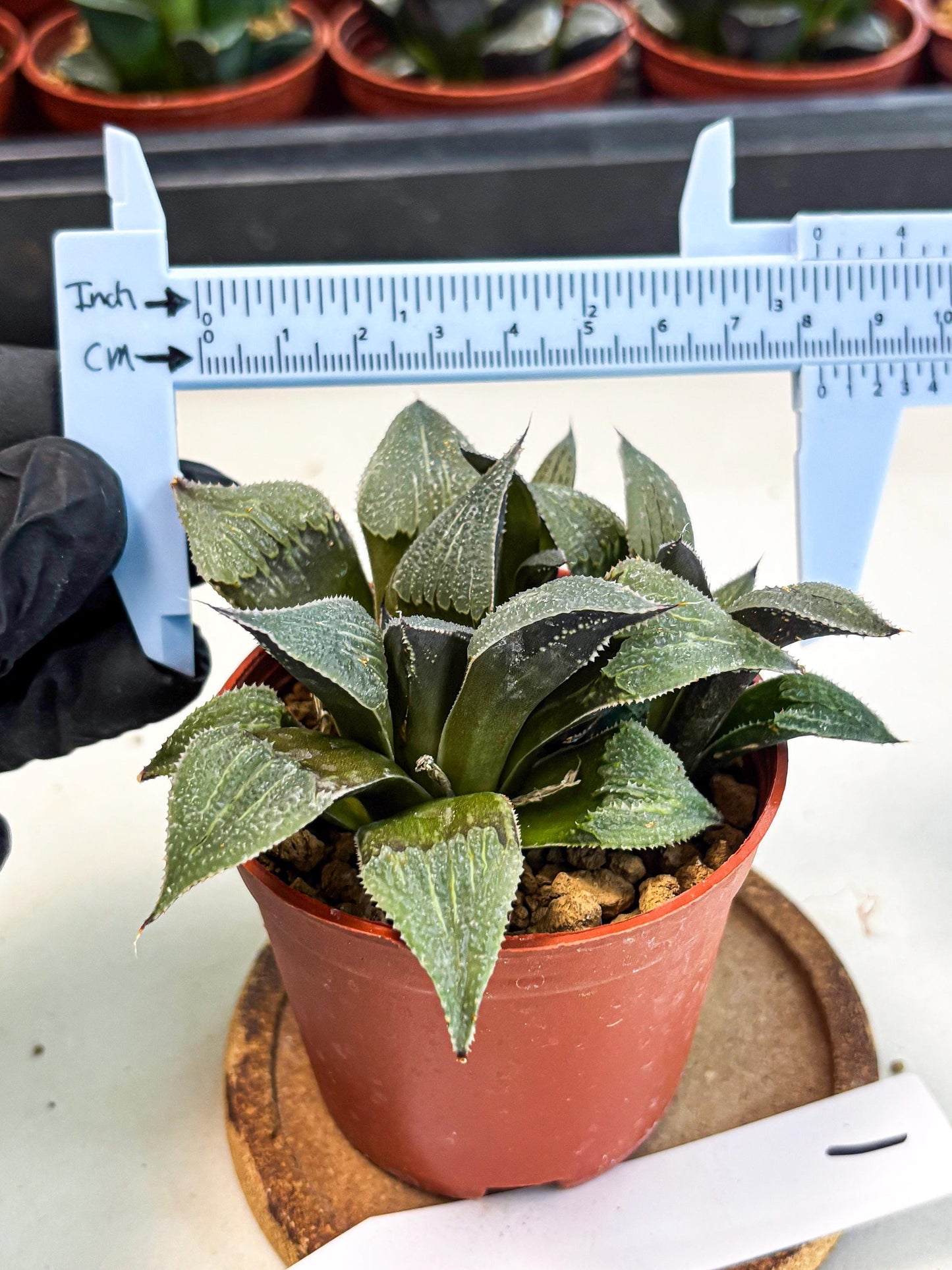 Haworthia Lu Zhi Xing (wa7) (r1) | Rare Import