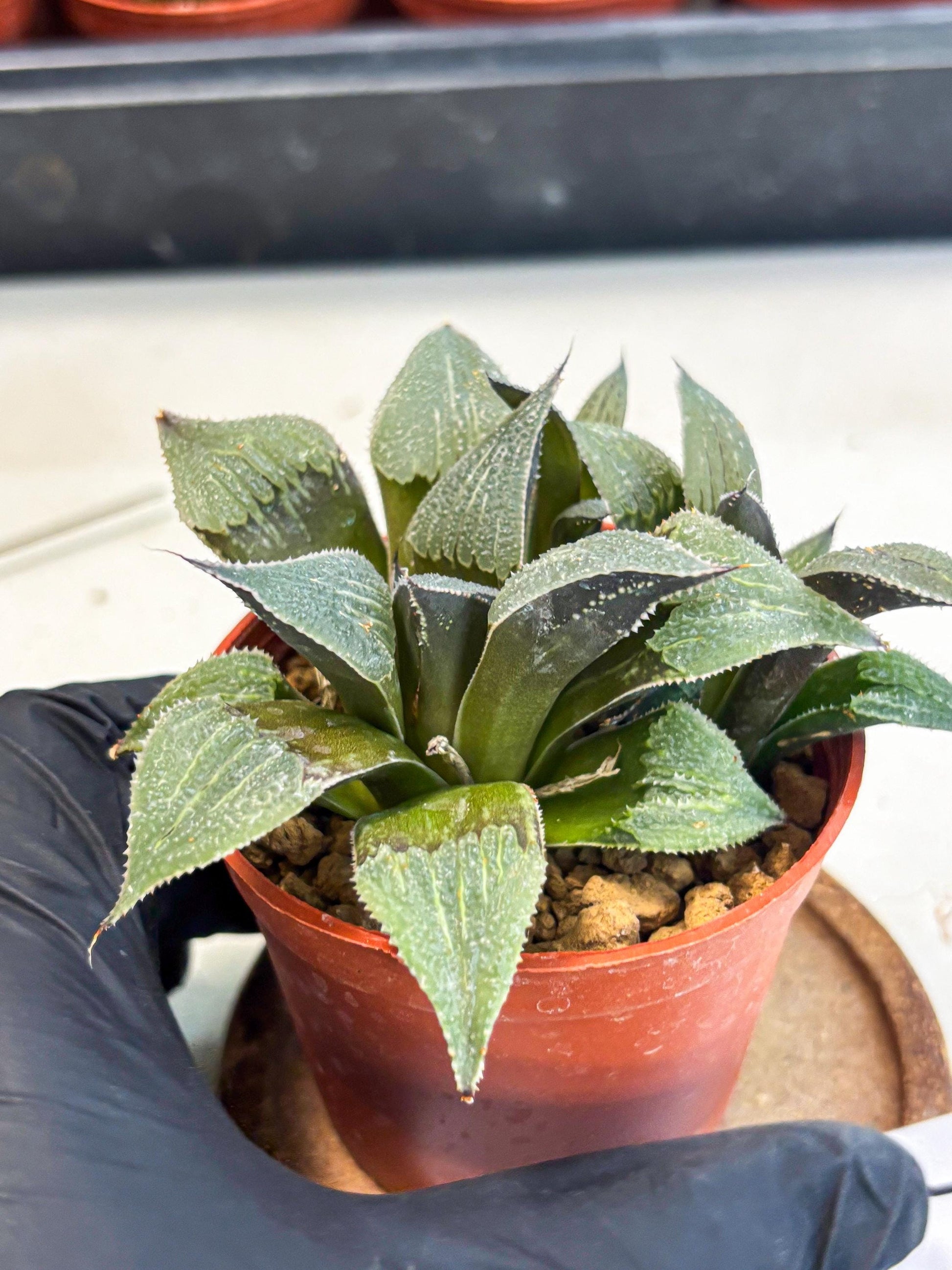 Haworthia Lu Zhi Xing (wa7) (r1) | Rare Import