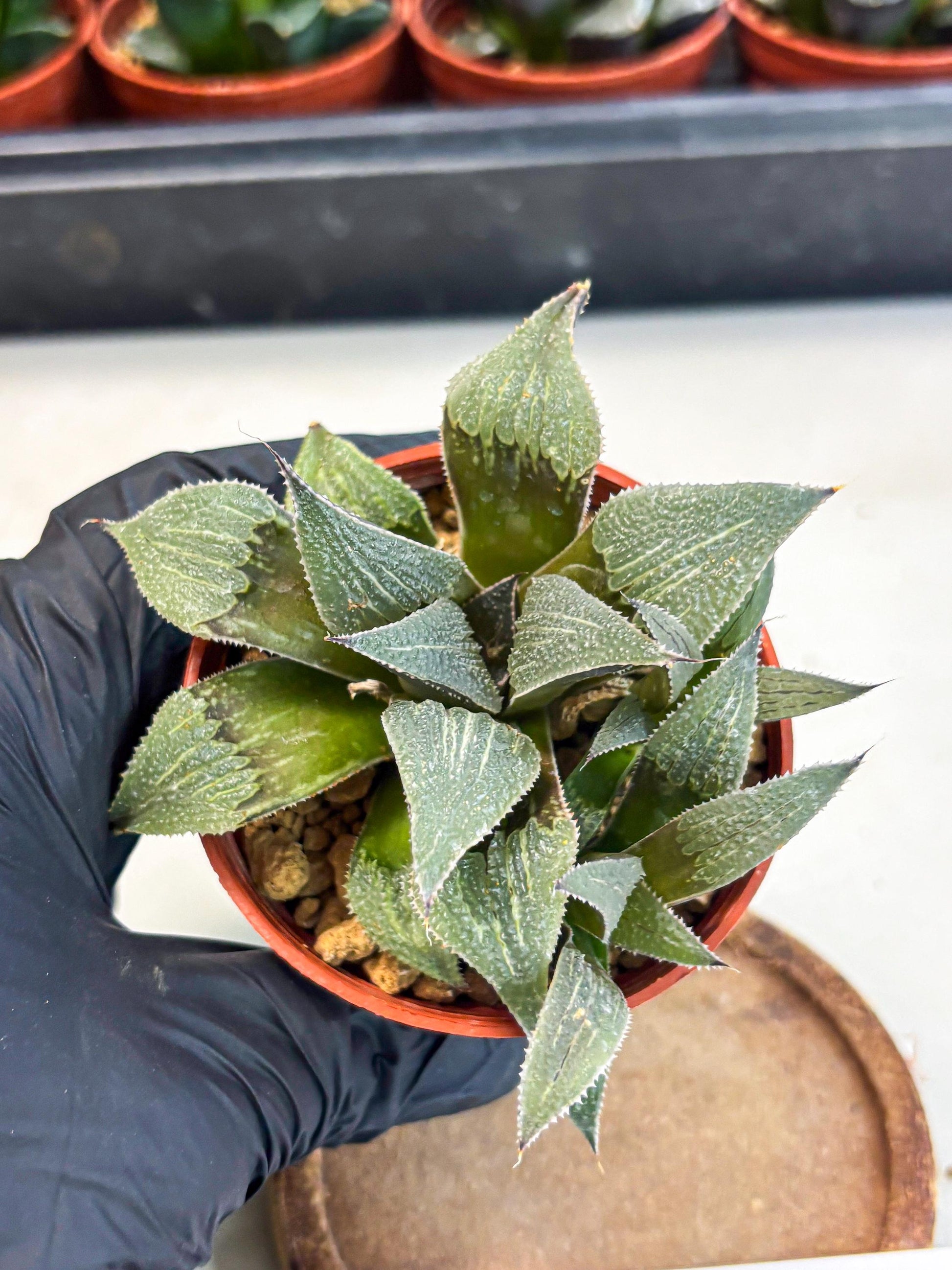 Haworthia Lu Zhi Xing (wa7) (r1) | Rare Import