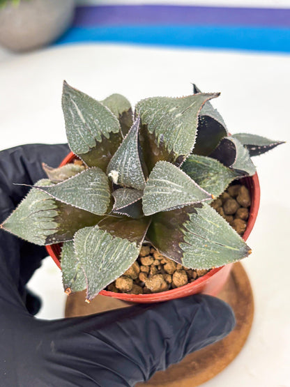 Haworthia Lu Zhi Xing (wa7) (r2) | Rare Import