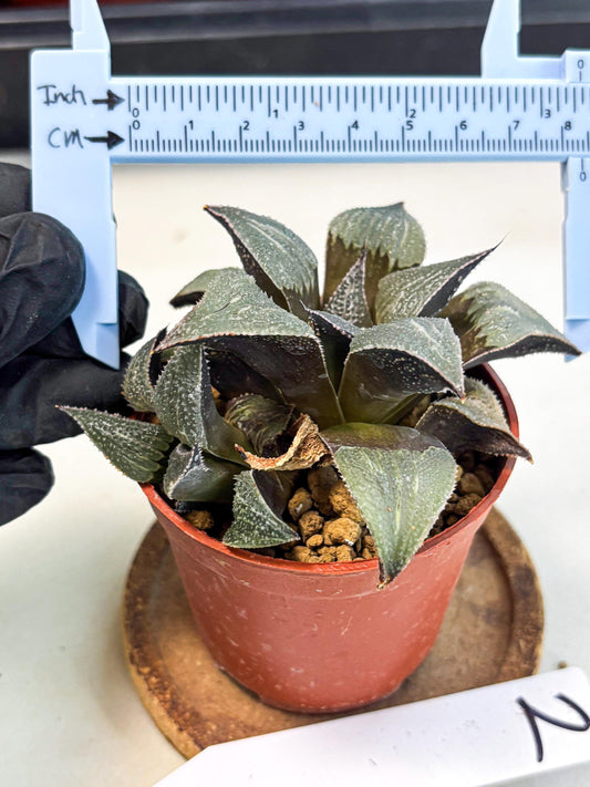 Haworthia Lu Zhi Xing (wa7) (r2) | Rare Import