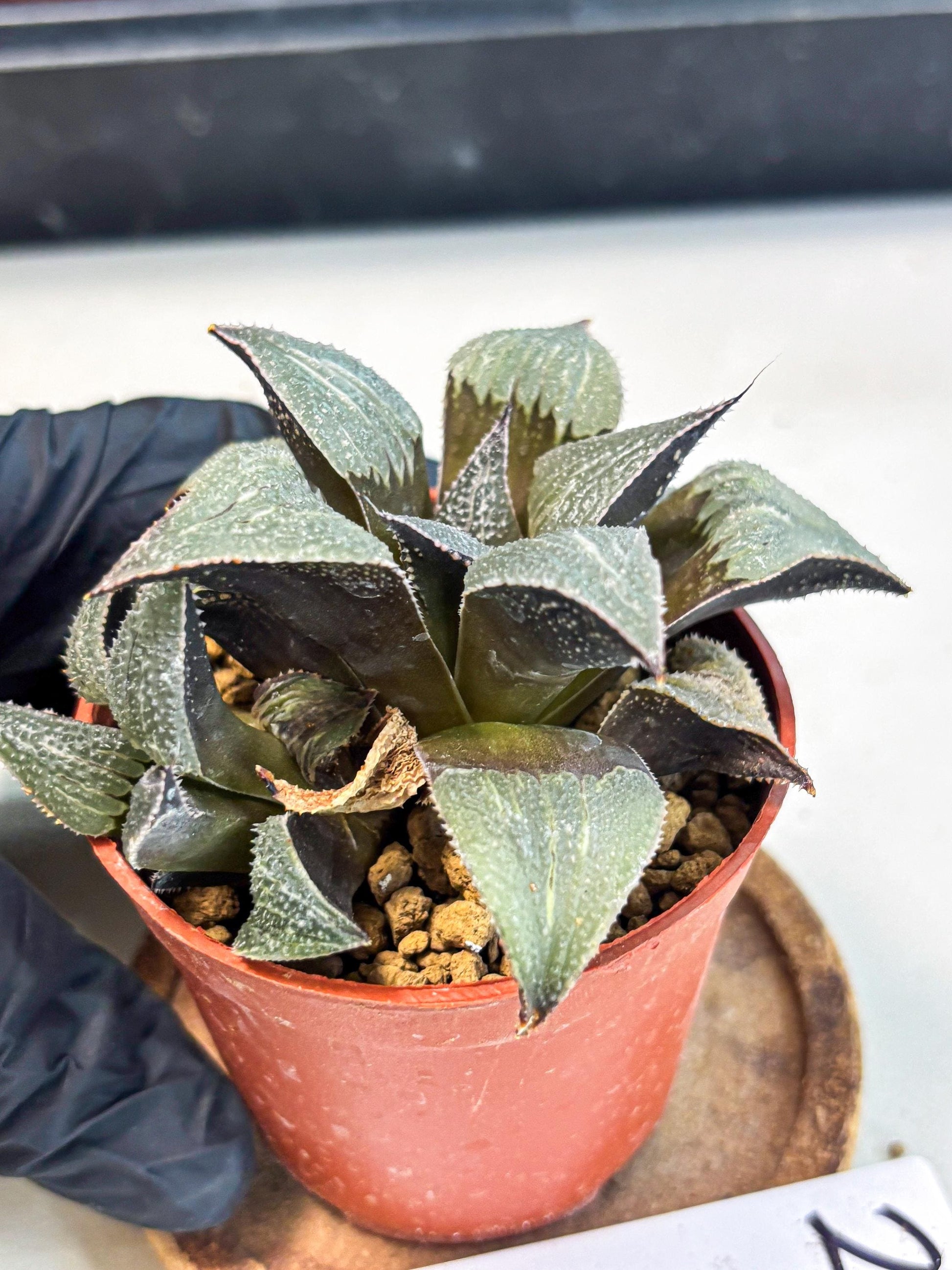 Haworthia Lu Zhi Xing (wa7) (r2) | Rare Import