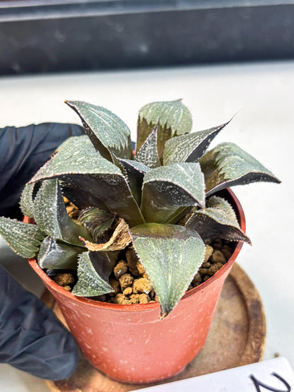 Haworthia Lu Zhi Xing (wa7) (r2) | Rare Import