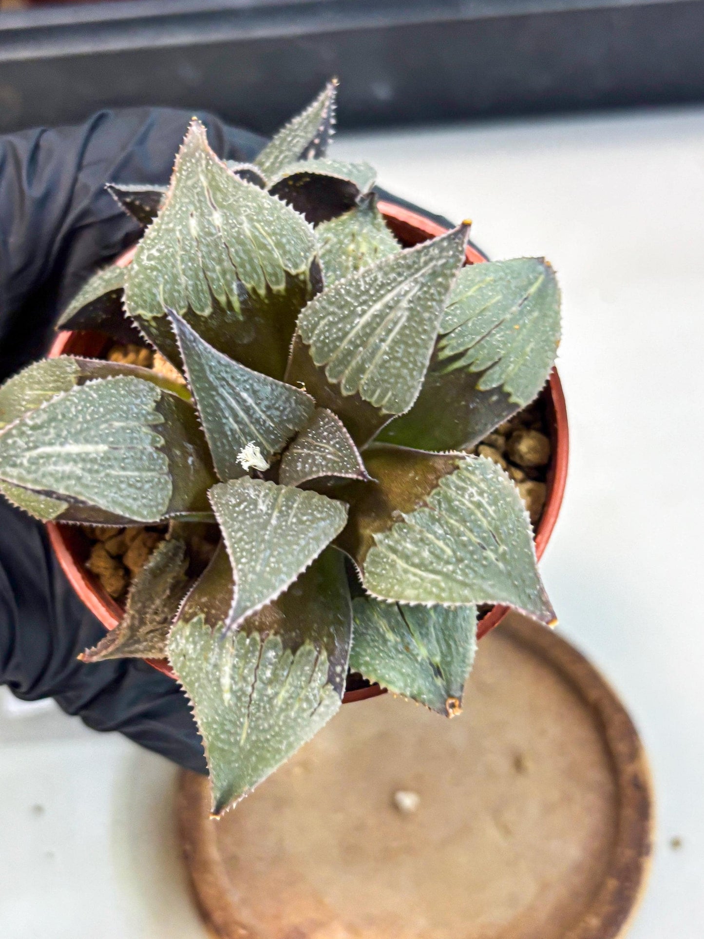 Haworthia Lu Zhi Xing (wa7) (r2) | Rare Import
