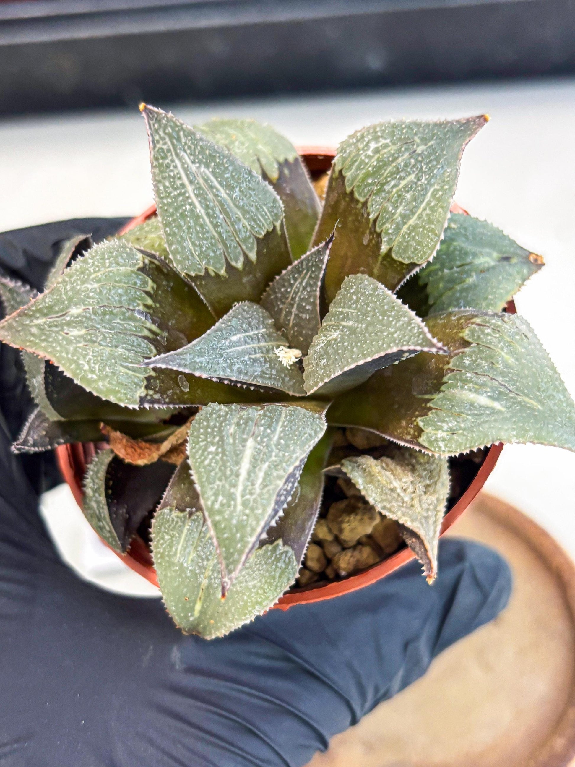 Haworthia Lu Zhi Xing (wa7) (r2) | Rare Import