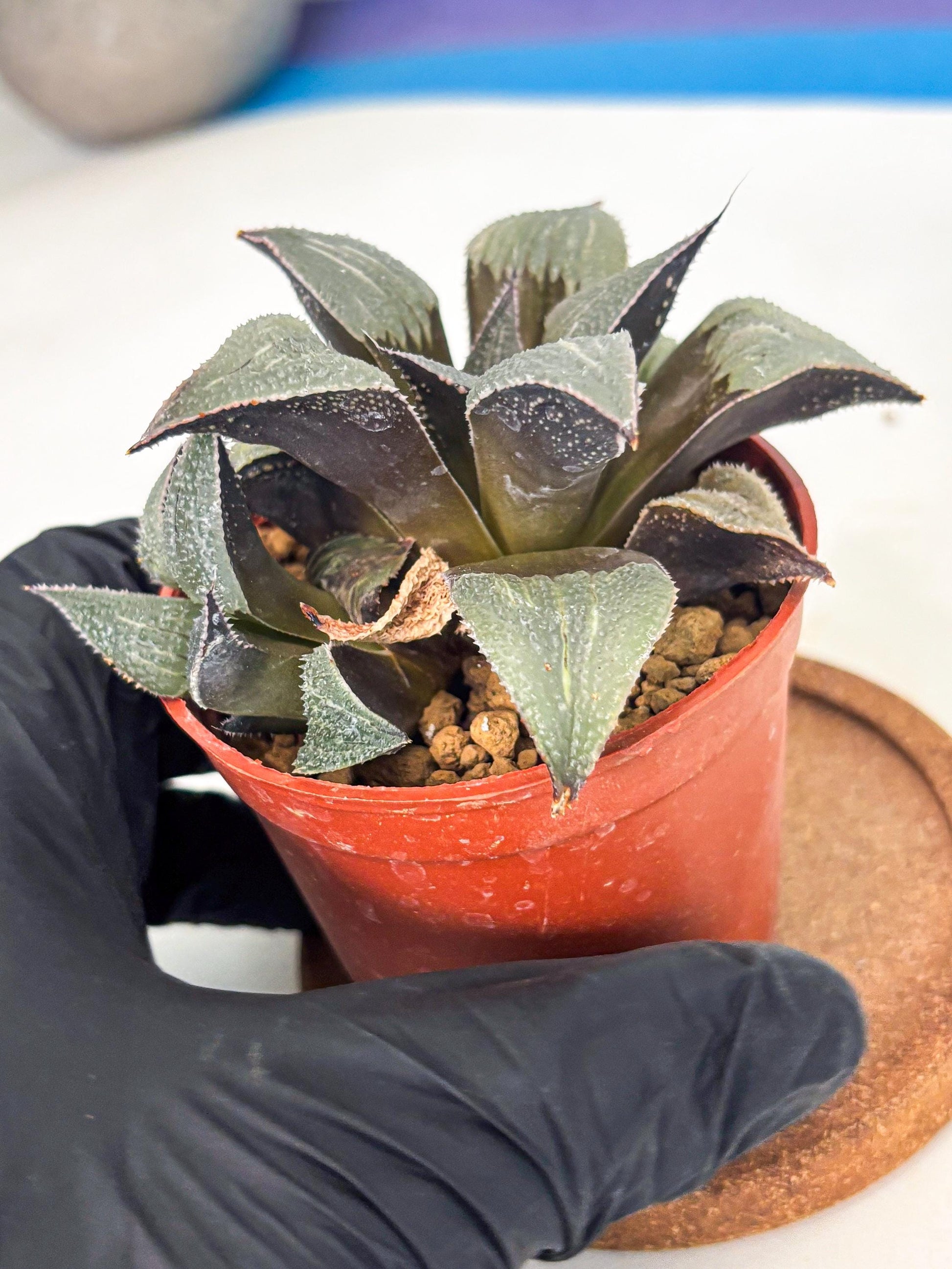 Haworthia Lu Zhi Xing (wa7) (r2) | Rare Import