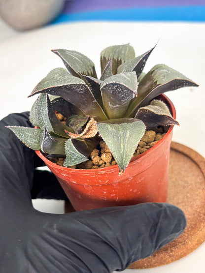 Haworthia Lu Zhi Xing (wa7) (r2) | Rare Import