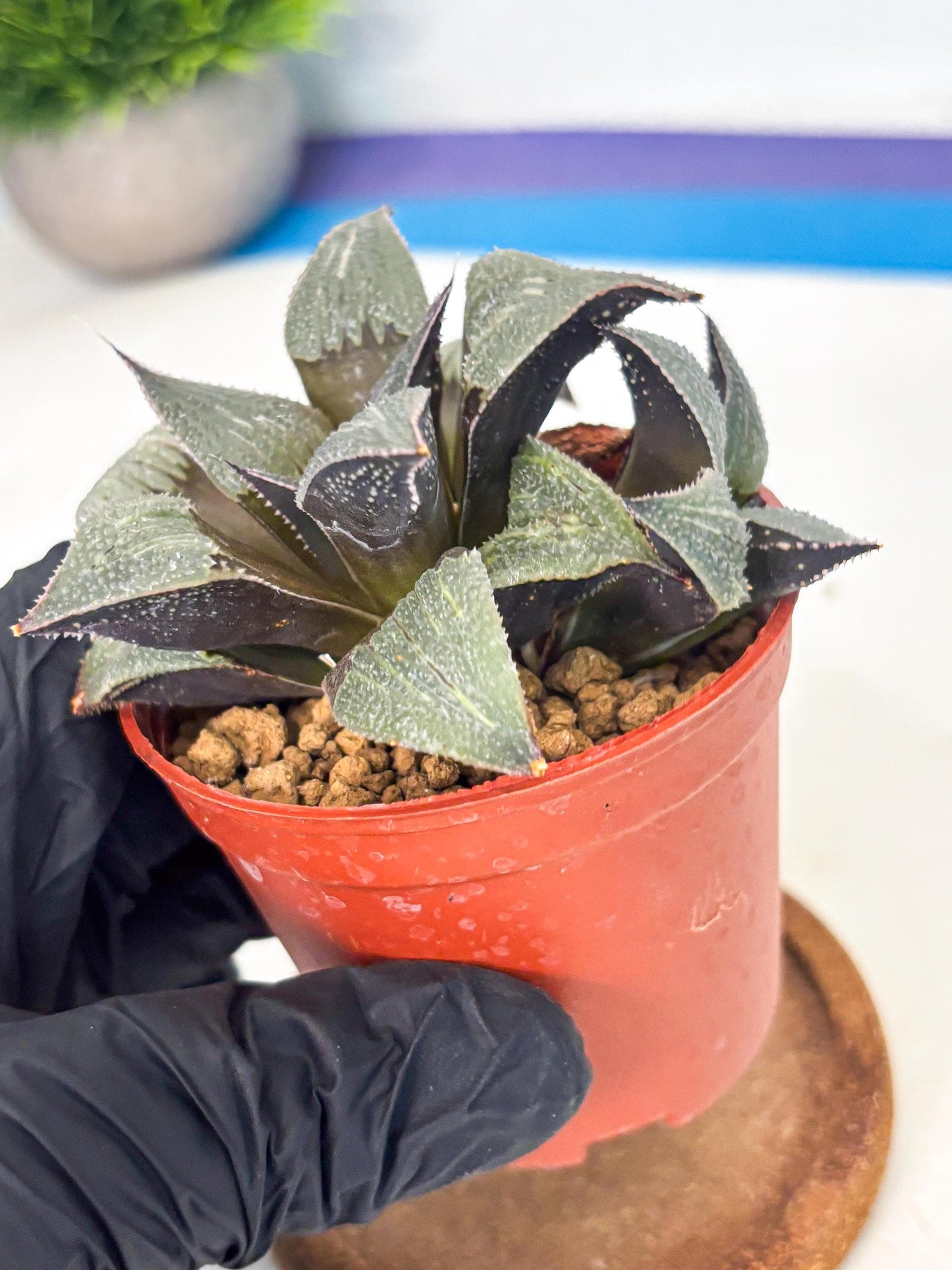 Haworthia Lu Zhi Xing (wa7) (r2) | Rare Import