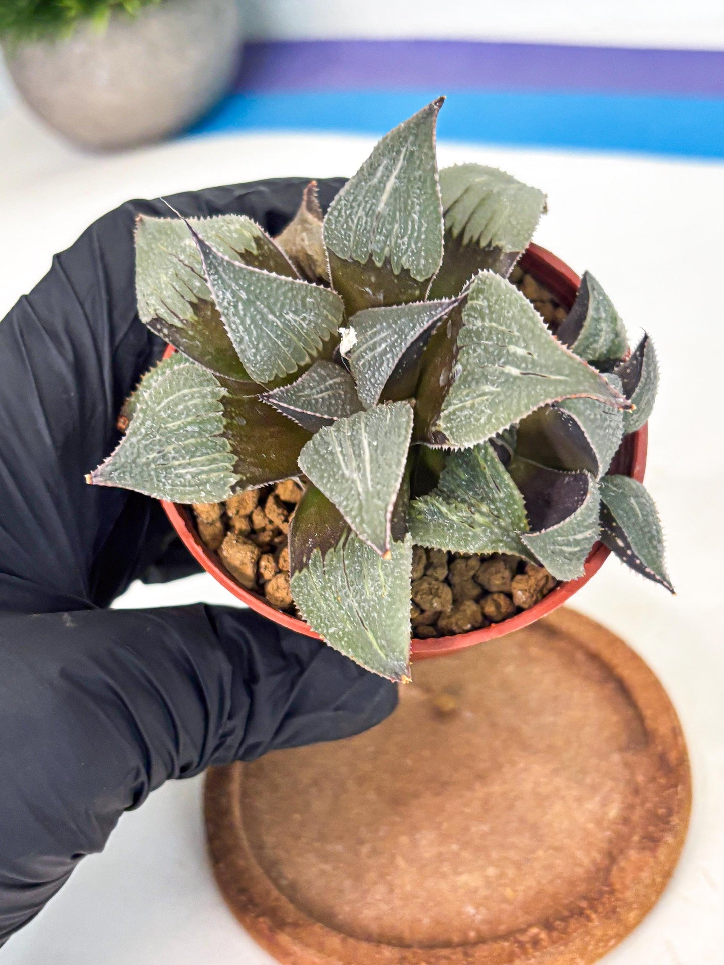 Haworthia Lu Zhi Xing (wa7) (r2) | Rare Import