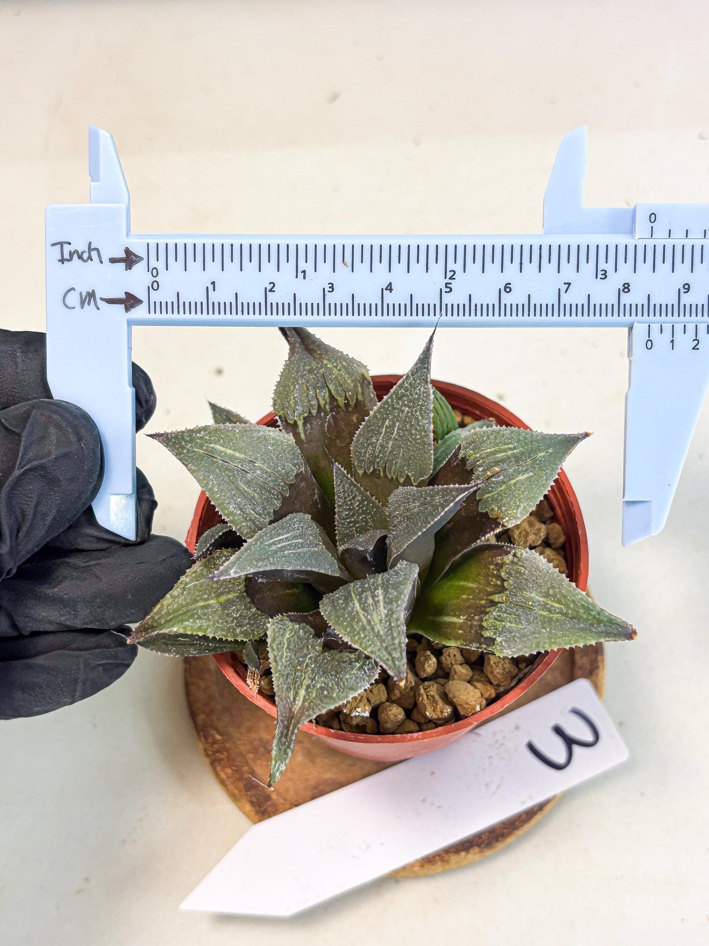 Haworthia Lu Zhi Xing (wa7) (r3) | Rare Import