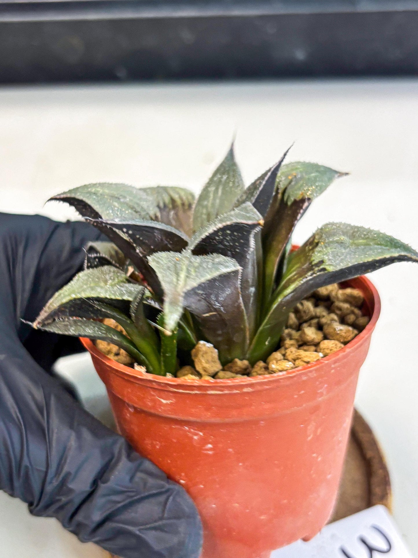 Haworthia Lu Zhi Xing (wa7) (r3) | Rare Import