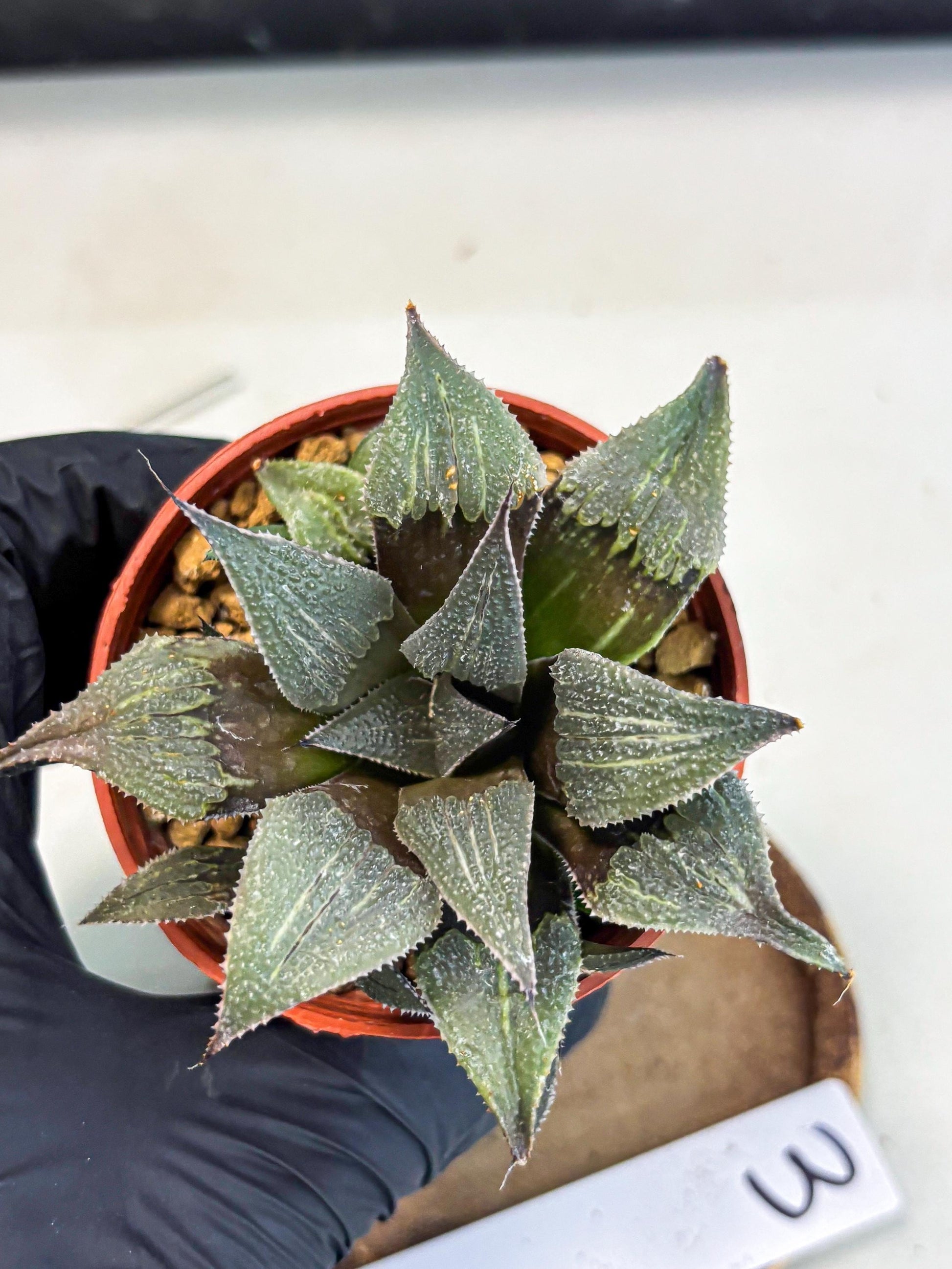 Haworthia Lu Zhi Xing (wa7) (r3) | Rare Import