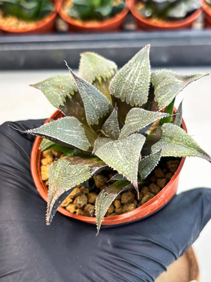 Haworthia Lu Zhi Xing (wa7) (r3) | Rare Import