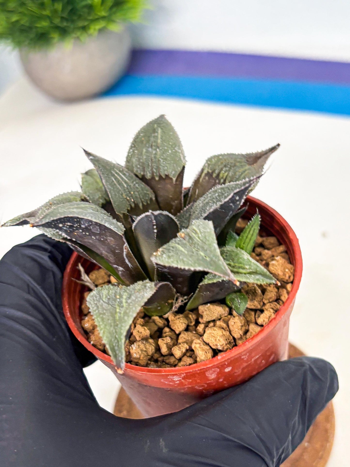 Haworthia Lu Zhi Xing (wa7) (r3) | Rare Import