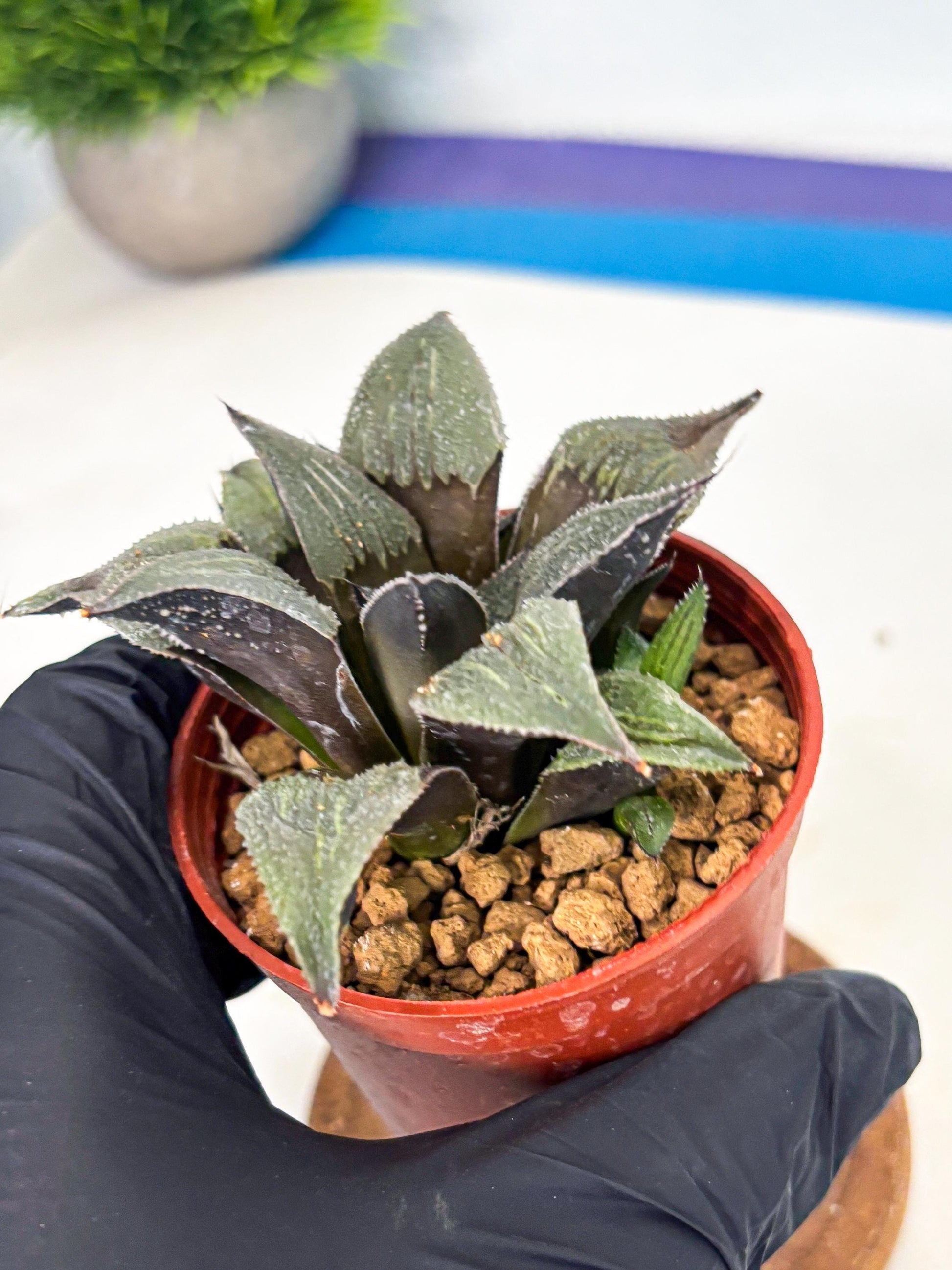 Haworthia Lu Zhi Xing (wa7) (r3) | Rare Import