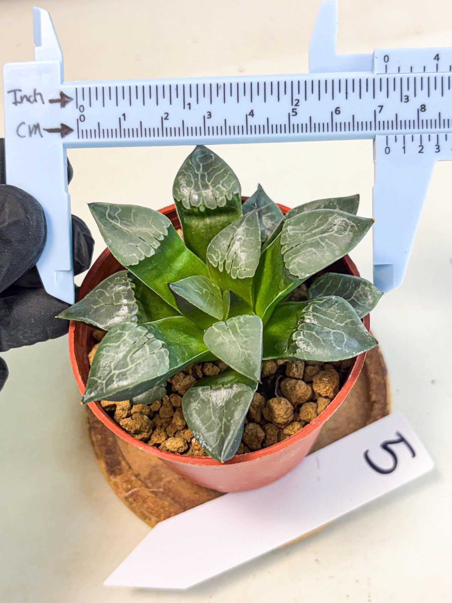 Haworthia Huo Fenghuang (wa7) (r5) | Rare Import