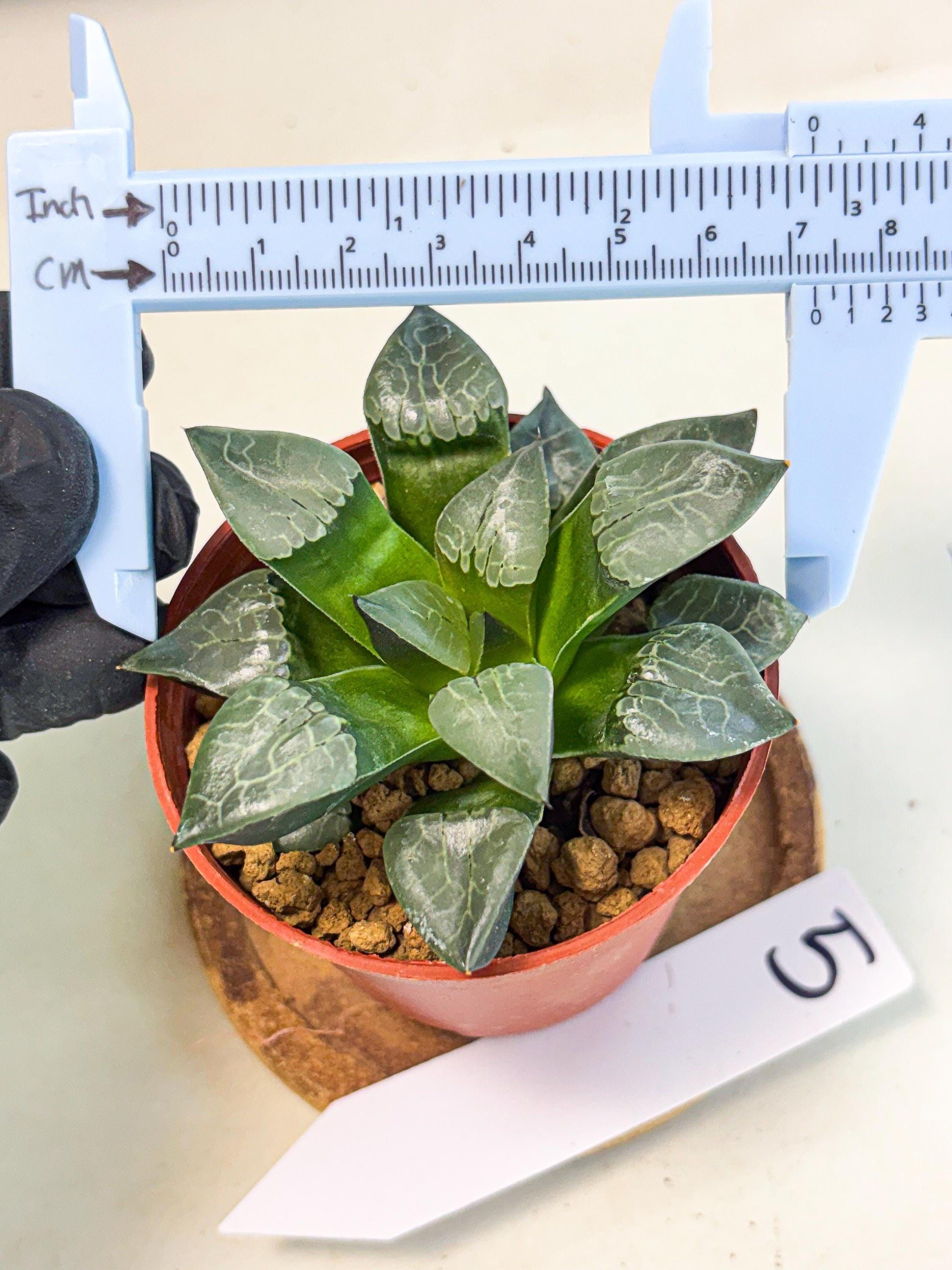 Haworthia Huo Fenghuang (wa7) (r5) | Rare Import